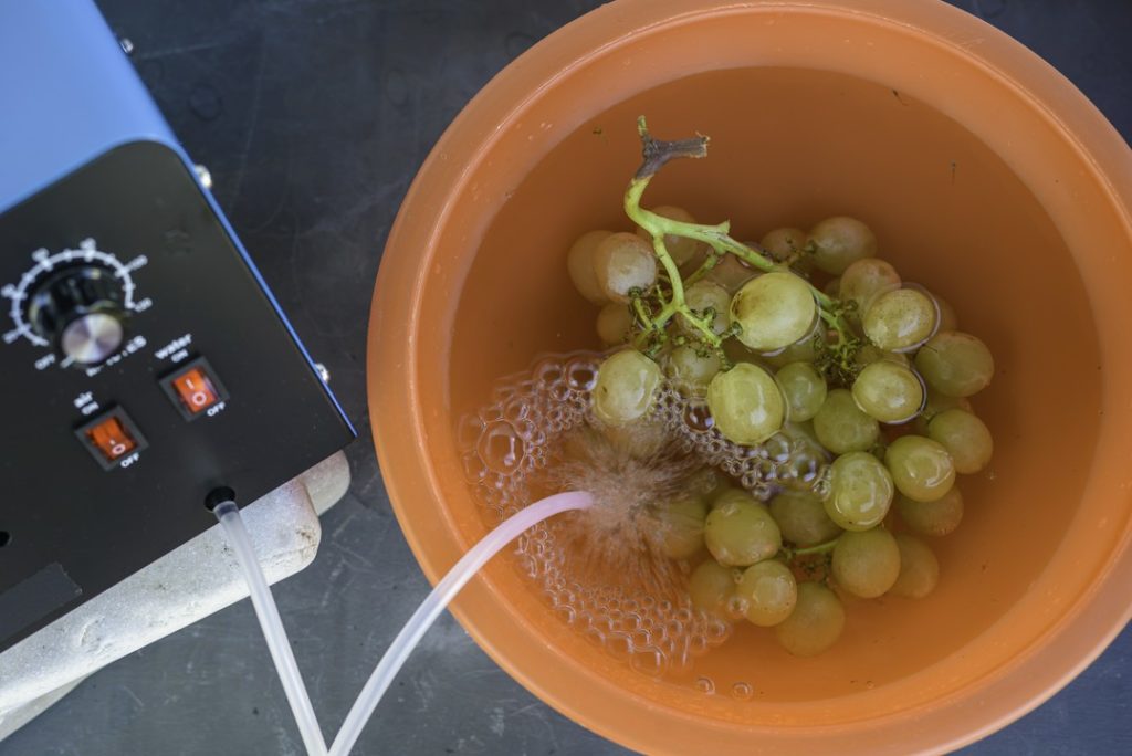 ozonowanie winogron